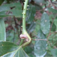 Smilax perfoliata Lour.